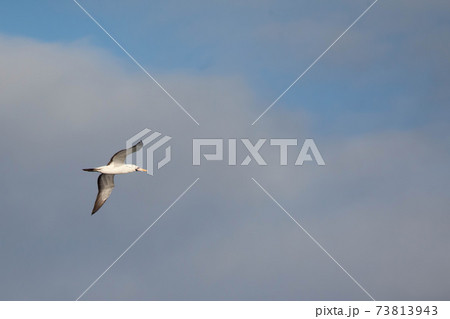 Nazca Booby, Sula granti, in flight in the Galapagos Nazca Booby, Sula granti, in flight in the Galapagos 73813943