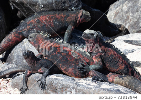 Marine Iguana, Amblyrhynchus cristatus, sunning in the Galapagos 73813944