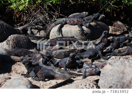 Group of Marine Iguana, Amblyrhynchus cristatus, in the Galapagos 73813952