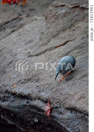 Vertical of a Lava Heron stalking a Sally Lightfoot Crab in the Galapagos 73813961