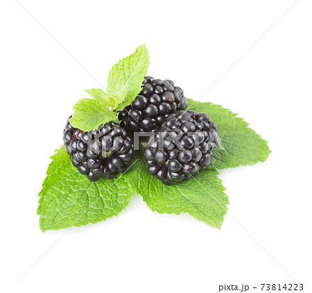 Blackberry and mint leaves on a white background. Isolated 73814223
