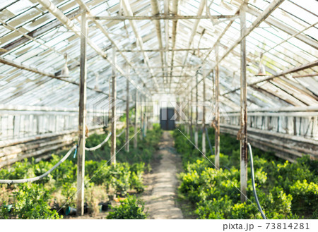 Growing plants in the old greenhouse. 73814281