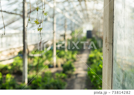 Growing plants in the old greenhouse. Growing plants in the old greenhouse. 73814282