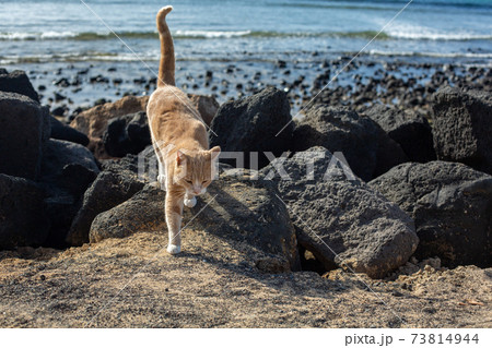 Red cat among the stones on the beach. 73814944