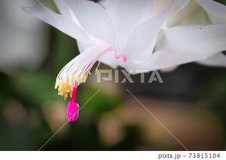 Macro view of the stigma and stamen on an Easter Cactus Macro view of the stigma and stamen on an Easter Cactus 73815104