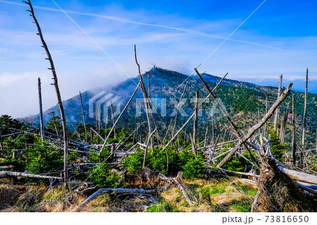 枯れ木と八経ヶ岳 枯れ木と八経ヶ岳 73816650