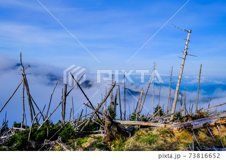 枯れ木と雲海 枯れ木と雲海 73816652