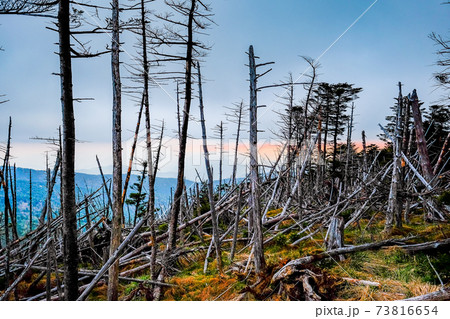 枯れ木と夕暮れ 枯れ木と夕暮れ 73816654