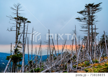 立ち枯れと夕焼け 立ち枯れと夕焼け 73816655