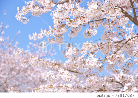 桜満開イメージ 桜満開イメージ 73817037