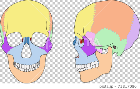 頭骨,縫合線,可用文字 頭骨,縫合線,可用文字 73817086