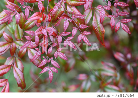 赤紫色に色づいた南天の葉と水滴 73817664