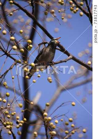 野鳥 ムクドリ 椋鳥 の写真素材