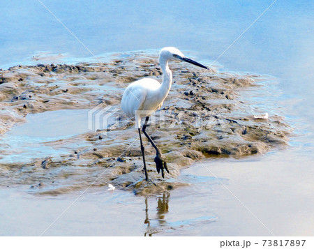 The Little Egret (Egretta garzetta) walking to find some food The Little Egret (Egretta garzetta) walking to find some food 73817897