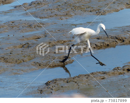 The Little Egret (Egretta garzetta) walking to find some food 73817899