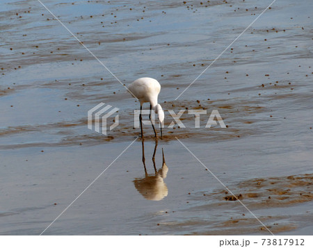 The Little Egret (Egretta garzetta) walking to find some food 73817912