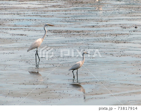 The Little Egret (Egretta garzetta) walking to find some food 73817914