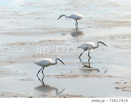 The Little Egret (Egretta garzetta) walking to find some food 73817919