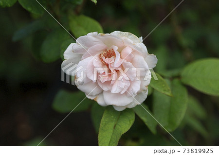 荒尾市 おもやい市民花壇 バラの花、 荒尾市 おもやい市民花壇 バラの花、 73819925