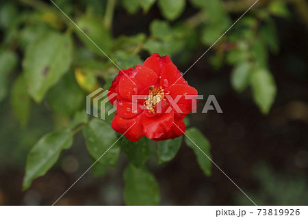 荒尾市 おもやい市民花壇 バラの花、 荒尾市 おもやい市民花壇 バラの花、 73819926