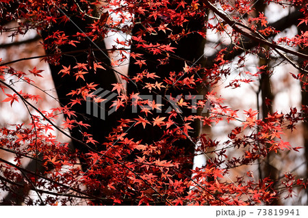 紅葉　秋　モミジ  73819941