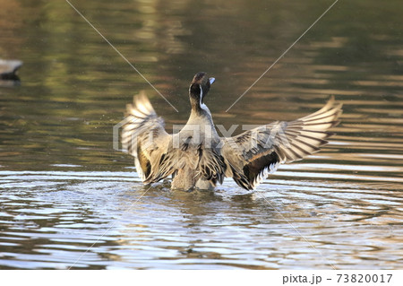 水しぶきをあげて羽ばたくオナガガモの雄 73820017