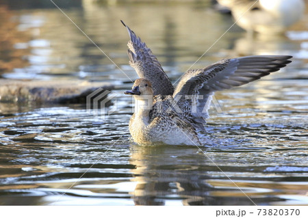羽ばたくオナガガモ（メス）　 73820370