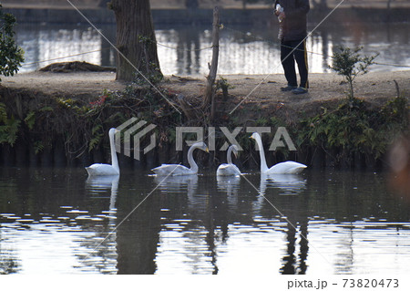 白鳥の池 73820473