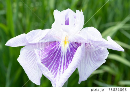 ハナショウブの花 ハナショウブの花 73821068