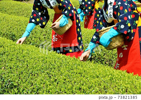 初夏 新茶の茶摘み 初夏 新茶の茶摘み 73821385