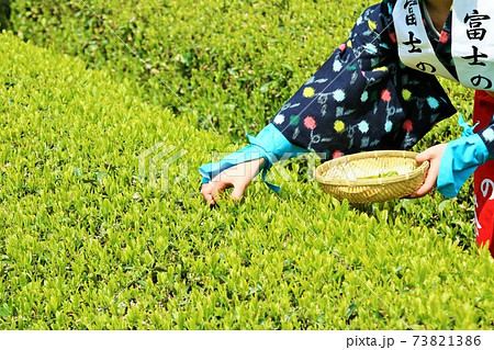 初夏　新緑の茶摘み 73821386