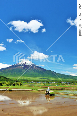 山梨県　初夏の青空と田植え風景　そして富士山 73821392