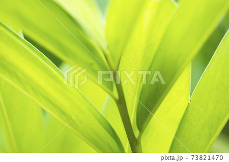 background nature colorful leaf green in rainy season background nature colorful leaf green in rainy season 73821470