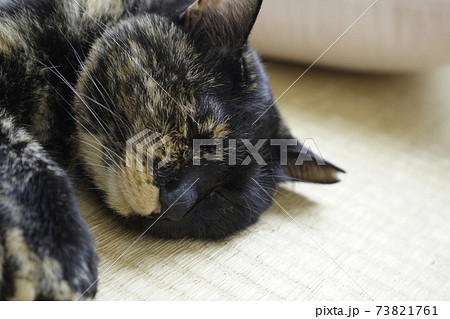 床で寝ている猫 73821761