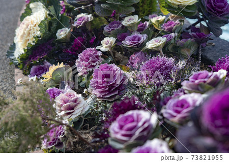 葉牡丹の花壇の写真素材