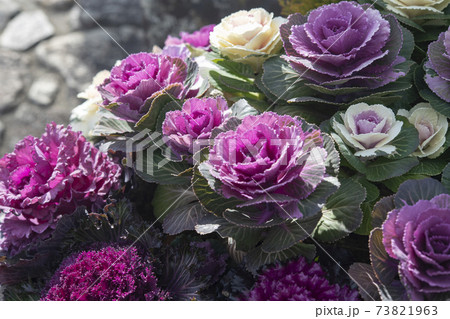 葉牡丹の花壇 73821963