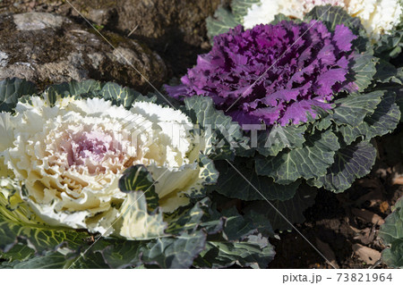葉牡丹の花壇 73821964