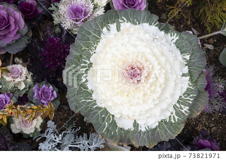 葉牡丹の花壇 73821971