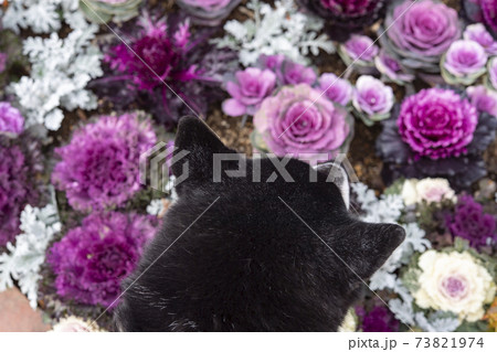 葉牡丹の花壇と黒柴犬 73821974