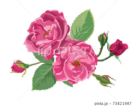 Blooming roses or peonies with leaves and buds 73821987