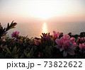 つつじの花壇越しに見る夕日 73822622