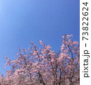 青空の下で咲き誇る桜 73822624