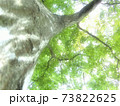 木立を見上げる 73822625