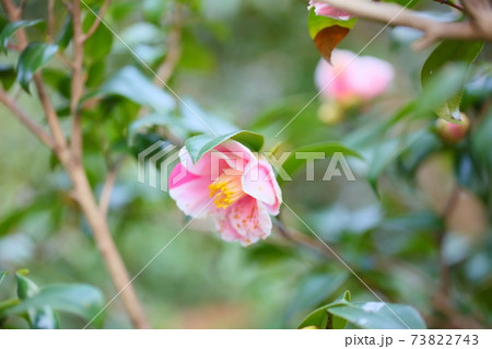 ツバキの花 覆輪秋の山 ツバキの花 覆輪秋の山 73822743