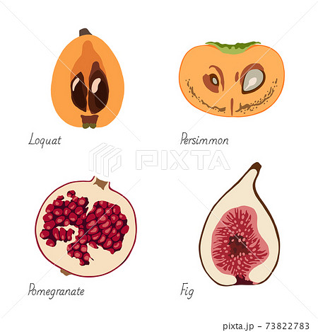 果物のイラスト-びわ・柿・ザクロ・イチジク 73822783