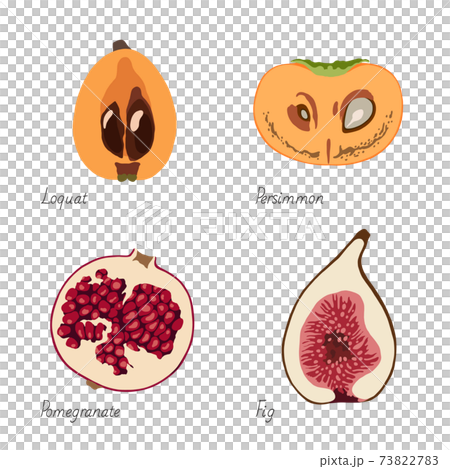 果物のイラスト-びわ・柿・ザクロ・イチジク 73822783