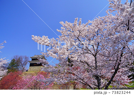 上田城址公園満開の桜青空に映える 上田城址公園満開の桜青空に映える 73823244