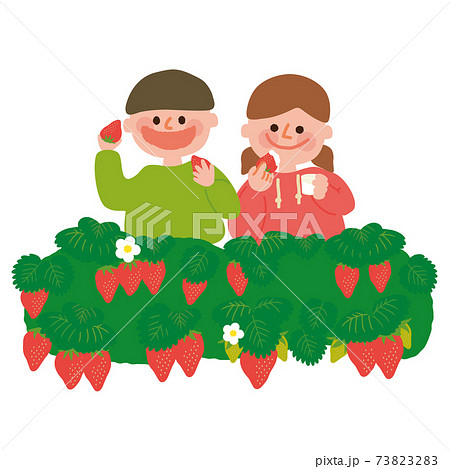 いちご狩りする男の子と女の子のイラスト素材 7332