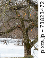 雪でリンゴの幹が折れる 73823472