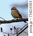 bull-headed shrike in Japan winter 73824363